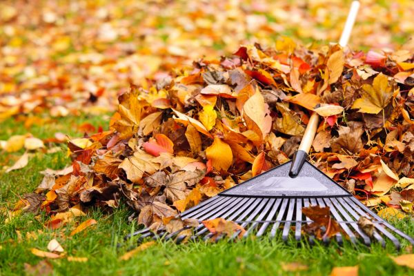 Cost of Leaves Removal in Santa Barbara
