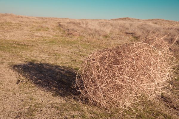Tumbleweed Removal in Santa Barbara