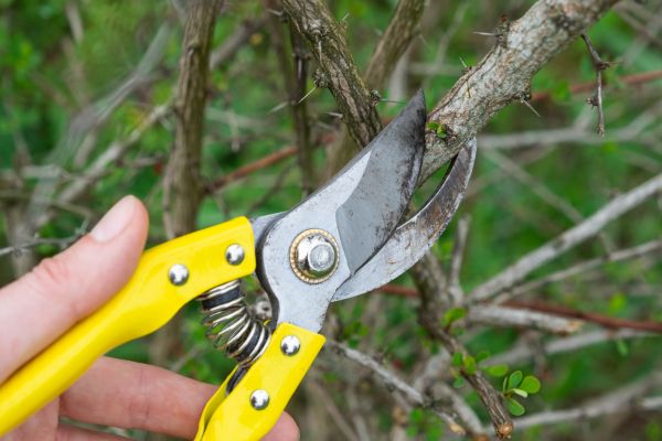 Limbs Removal in Santa Barbara