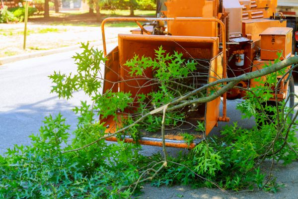 Tree Branches Removal in Santa Barbara